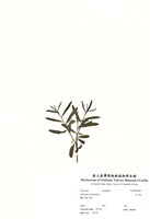 藏品(白千層)的圖片